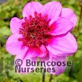 Small image of DAHLIA