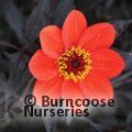 DAHLIA 'Dahlegria Orange'  