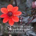 DAHLIA 'Dahlegria Orange'  