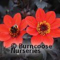 DAHLIA 'Dahlegria Orange'  