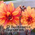 DAHLIA 'Grande Chocolate Amber'  