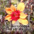 DAHLIA 'Grande Chocolate Amber'  