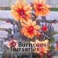 DAHLIA 'Grande Chocolate Amber'  