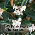 DAPHNE bholua 'Alba' 