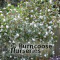 DAPHNE bholua 'Alba' 
