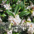 DAPHNE bholua 'Alba' 