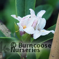 DAPHNE bholua 'Darjeeling' 