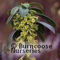 DAPHNE laureola subsp. philippi 