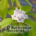 DAPHNE 'Perfume Princess White'  