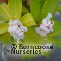 DAPHNE 'Perfume Princess White'  