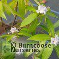 DAPHNE 'Perfume Princess White'  