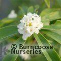 Small image of DAPHNE