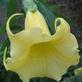 Small image of BRUGMANSIA - see DATURA