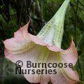 BRUGMANSIA pink  