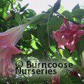 BRUGMANSIA pink  