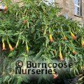 Small image of BRUGMANSIA