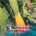 BRUGMANSIA sanguinea  