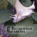 BRUGMANSIA white  