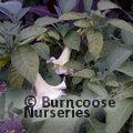 BRUGMANSIA white  