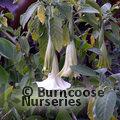 BRUGMANSIA white  