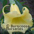 BRUGMANSIA suaveolens  