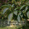 BRUGMANSIA yellow  