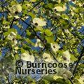 DAVIDIA involucrata  