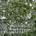 DAVIDIA involucrata  
