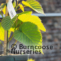 DAVIDIA involucrata 'Sonoma' 