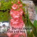 DELPHINIUM 'Red Lark'  