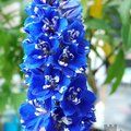 DELPHINIUM   