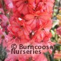 DELPHINIUM 'Red Lark'  