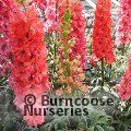 DELPHINIUM 'Red Lark'  
