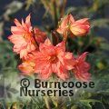 DELPHINIUM 'Red Lark'  
