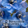 DELPHINIUM 'Summer Skies'  