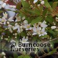 DEUTZIA crenata var 'Nikko'  