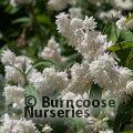 DEUTZIA magnifica  