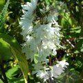 DEUTZIA magnifica  