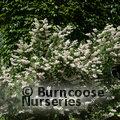 DEUTZIA magnifica  