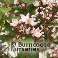 DEUTZIA 'Prettistars Pink Cloud'  