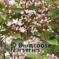 DEUTZIA 'Prettistars Pink Cloud'  