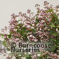 DEUTZIA 'Prettistars Pink Cloud'  