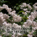 DEUTZIA scabra 'Pride of Rochester' 