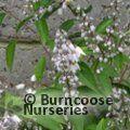 DEUTZIA pulchra  