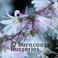 DEUTZIA scabra 'Pride of Rochester' 