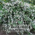 DEUTZIA scabra 'Pride of Rochester' 
