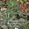 Small image of DEUTZIA