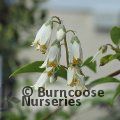DEUTZIA taiwanensis  