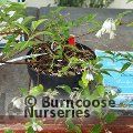 DEUTZIA taiwanensis  