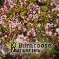 DEUTZIA x rosea 'Yuki Cherry Blossom' 